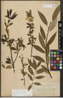 Foto von Salix alba L. x Salix fragilis L.